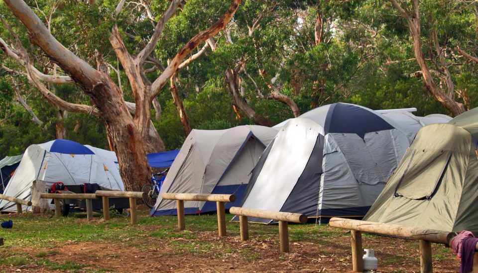 Bimbi Park | Otways Hinterland Camping Stays Under Koalas