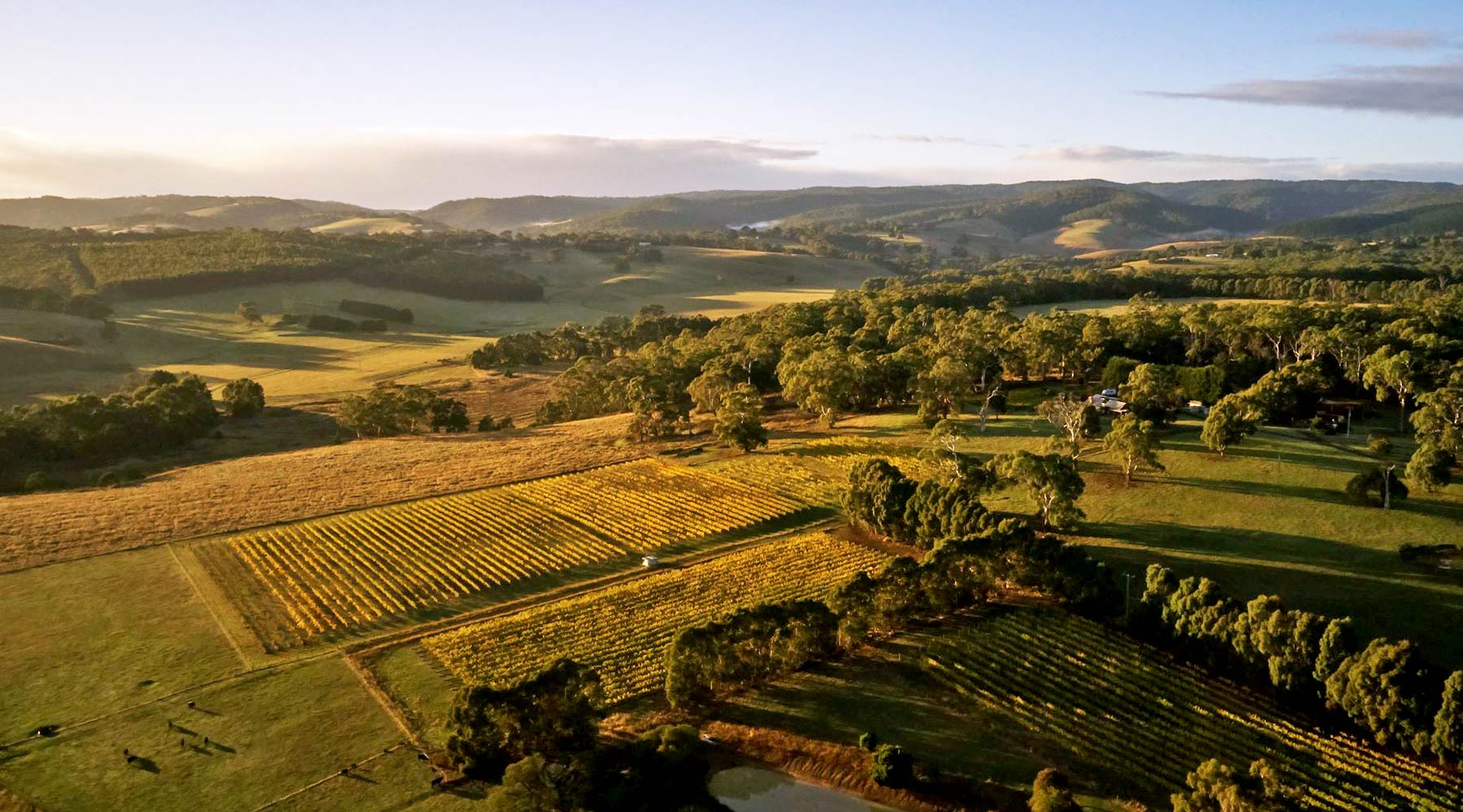 Heroes Vineyard Otways Hinterland Organically Vineyard Wines