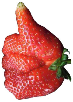 Otway-Strawberries-image-logo