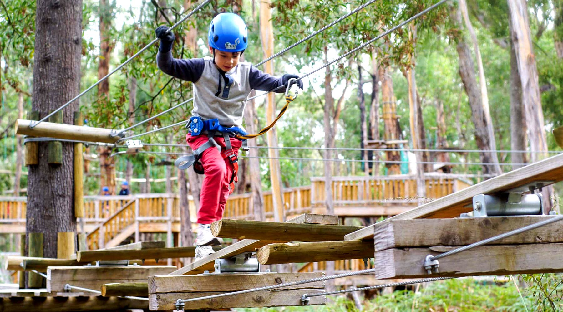Treetops Adventure Yeodene Otways Hinterland Treetop Activities